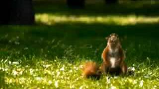 Snickers  More nuts more squirrels [upl. by Hafital]