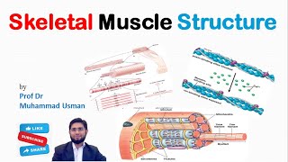 Skeletal Muscle Structure  Actin and Myosin Filaments  Muscle Physiology [upl. by Jabon]