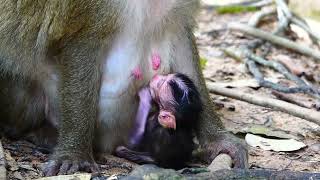 Wow Newborn Baby Monkey Yelling Loudly Angry Mom Put Him Down On The Ground [upl. by Sarson]