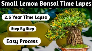 Lemon Bonsai Time lapse Step By Step [upl. by Carolus326]