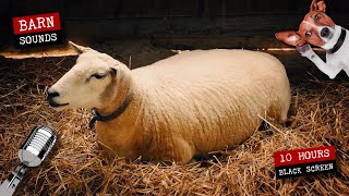 Sheep and lamb in the barn 🐑 10 hours of sheep sounds [upl. by Pearlstein]