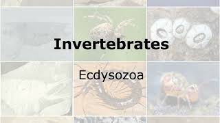 Invertebrates Clade Ecdysozoa [upl. by Eversole]