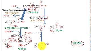 Catabolism Of threonine to pyruvate and succinate to glucose fasting state metabolism 3 [upl. by Malas]