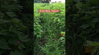 Herbicides spray result 2nd day [upl. by Cocks]