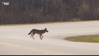 Rabid coyote in Cayce tests positive for rabies [upl. by Atikkin]