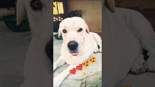 unconditional love ❤️❤️dog doglover trending dogviralshorts subscribe 2024 [upl. by Nnair702]