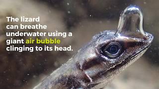 “Scubadiving” lizard can stay underwater for 16 minutes [upl. by Bren640]