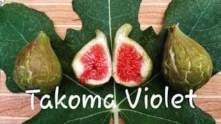 Tasting the Takoma Violet and Brandon Fig 2018 [upl. by Laertnom941]