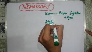 nematodes lecture nematodes 🦎🦎🦎 general characteristics nematodes introduction parasitology [upl. by Beulah]