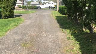 How To Kill Weeds Grass in Gravel Driveway PART 1 [upl. by Prichard688]