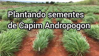 Plantando sementes de Capim Andropogon no semiárido Nordestino🌵 sertão nordeste capim andropogom [upl. by Ergener]