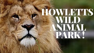 A day at Howletts wild animal park [upl. by Einreb817]