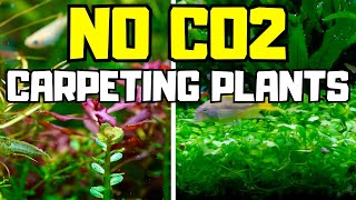 TOP 10 CARPETING PLANTS THAT DONT NEED CO2 [upl. by Dyane619]