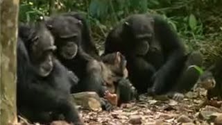 Chimpanzees Sophisticated Use of Tools  BBC Studios [upl. by Draude]