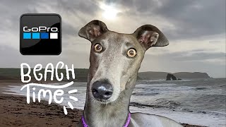 GREYHOUND runs and plays on Devon beach wearing GO PRO camera [upl. by Weslee]