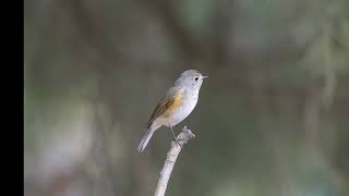 红胁蓝尾鸲 Redflanked Bluetail [upl. by Eirrac]