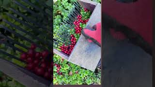 Lingonberry Harvestting😍🥰 lingonberry blueburryharvesting blueburry [upl. by Rooker24]