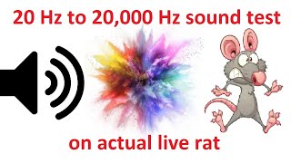 20Hz to 20000Hz sound test on live rat lets see what happens next [upl. by Nivat]