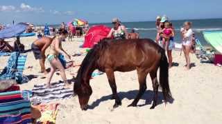 Assateague Island Maryland Wild Horses Ponies terrorizing tourists [upl. by Allerym]