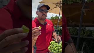 Quenepas en Ponce puertorico quenepas charneco [upl. by Akener]