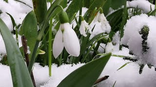 Winter flowers for British gardens how I grow the Snowdrops Galanthus nivalis and Galanthus elwesii [upl. by Attenal73]