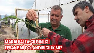 MARALFALFA ÇILGINLIĞI  EFSANE Mİ DOLANDIRICILIK MI [upl. by Aneed]