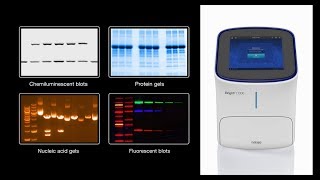 Invitrogen iBright Imaging Systems  the stunningly easy western blot and gel documentation platform [upl. by Lalad660]