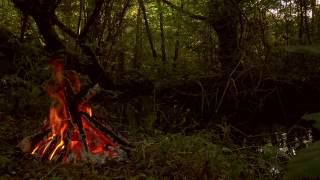 Forest Campfire near Small Stream with Relaxing Fire and Water Sounds [upl. by Cullie204]