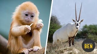 7 Animales Que Los Humanos Salvamos De La Extinción [upl. by Ahiel]