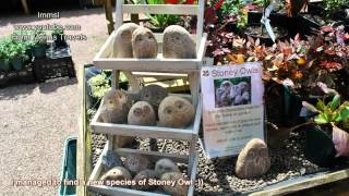 Knightshayes Court amp Gardens In Devon [upl. by Ansilma]