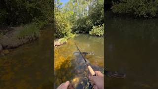 Everglades  Florida casual fishing day 😍🐊🎣 alligator crocodile oscar cichlid aquarium [upl. by Ennasil]