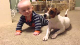 Jack Russell Dog teaches baby to crawl [upl. by Brott129]