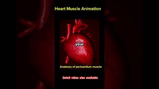 Anatomy Of Heart Muscle animationtrendingshortshortfeedshortvideotrendingheartanatomyviral [upl. by Nylecaj]