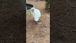 Whooper Swan Preens Lost Feather by 2 Eggs in Nest amp Trumpeter Swan in Pond at Lake Eola Park [upl. by Ajet]