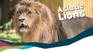 Keeper Talk  Asiatic Lions [upl. by Infeld]