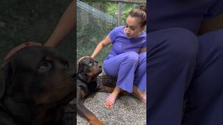 Rottweiler Bubzee Bilkul Ladkibaaz hai ❤️ shorts dogs youtubeshorts rottweiler namitaology [upl. by Naples]