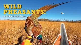 WILD Pheasants Opening Day amp The First Half of the 2023 Season [upl. by Enyar]