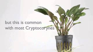 Cryptocoryne wendtii brown  an easy to grow Aquarium Plant [upl. by Moreland]