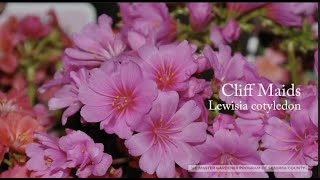 Lewisia cotyledon Cliff Maids [upl. by Eenel]