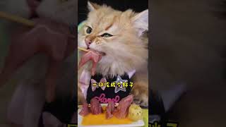 钵钵鸡啊钵啊钵钵鸡 cat cute 萌寵貓咪 [upl. by Norraj557]