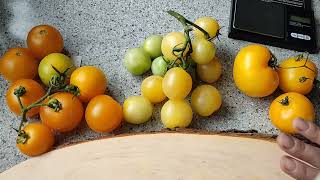 🍅Tomaten nach Sorten🍅der VergleichDwarf Goldenes Herz Bendigo Moon Goldene Königin [upl. by Stefan]