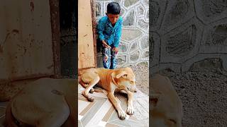 cute dog status video funny comedy dog shots funnyanimals viralshorts trendingabubakar178 [upl. by Devland]