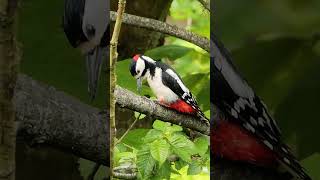 Great Spotted Woodpecker has an ant in his eye  UK Birds shorts [upl. by Llednek]