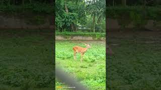 Guwahati zoo [upl. by Valeria54]