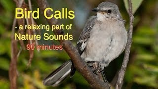 Bird Calls of Nature Sounds [upl. by Alian]