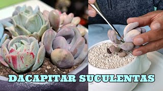 ¿CUÁNDO DECAPITAR SUCULENTAS pachyphytum graptopetalum [upl. by Rabelais592]