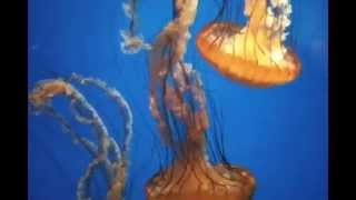 Sea Nettle Jellyfish  California Academy of Sciences [upl. by Tychon314]