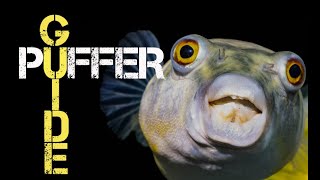 Cutest and most Poisonous freshwater fish  African Puffer Guide [upl. by Nortal]