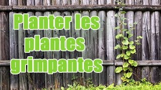 Comment planter et entretenir des plantes grimpantes pour balcon [upl. by Arrol]