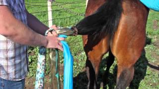 How to Put in a Braided Horse Tail Bag [upl. by Edalb]